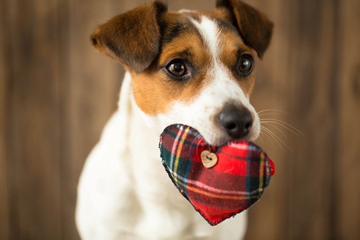 ハートのおもちゃをくわえている犬