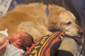 舌を出す犬2（アップ）
