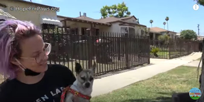 腕に抱き上げられた犬