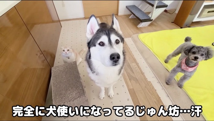 飼い主さんを見上げる犬たちと猫