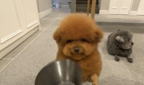 皿が落下して大惨事に！