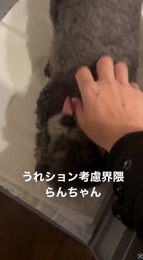 撫でてくる飼い主の手を舐める犬