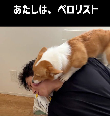 男性の顔を舐める犬