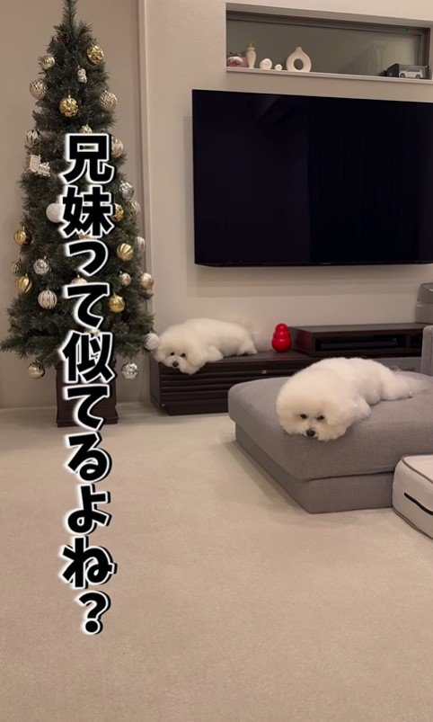 似すぎているおうじ君＆あんじちゃん