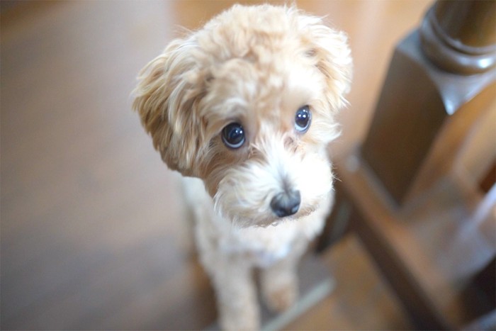 上目遣いする小型犬