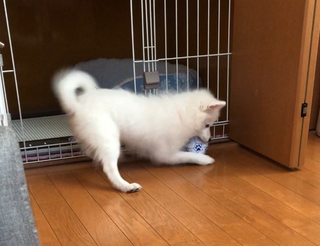 おもちゃを追う子犬