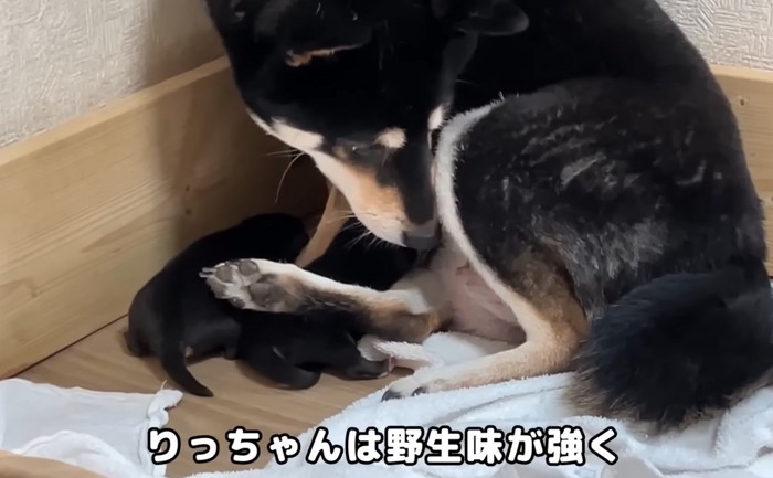 周囲を警戒するママ犬