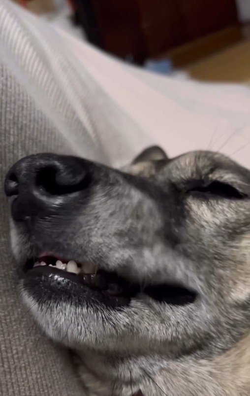 お顔がピクピク…