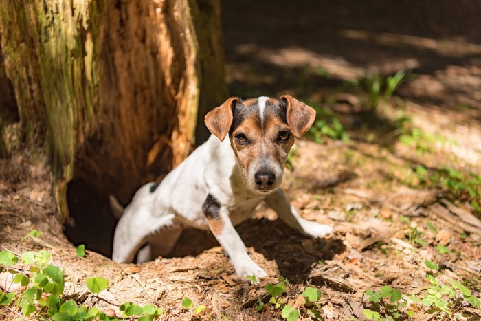 木のそばの穴から顔を出す犬