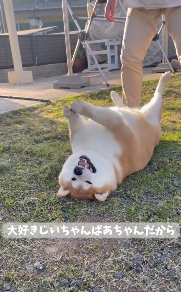 お手てチョイチョイする柴雄くん