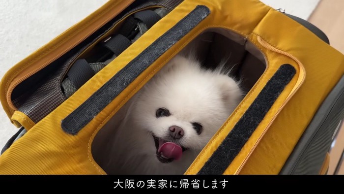 新幹線に乗って