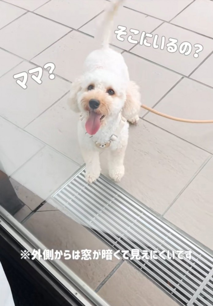窓を見上げる犬