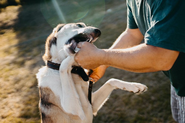 人の手を咬む犬