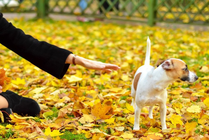 飼い主にそっぽを向く犬