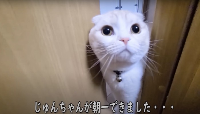 ドアの隙間から顔を覗かせる猫