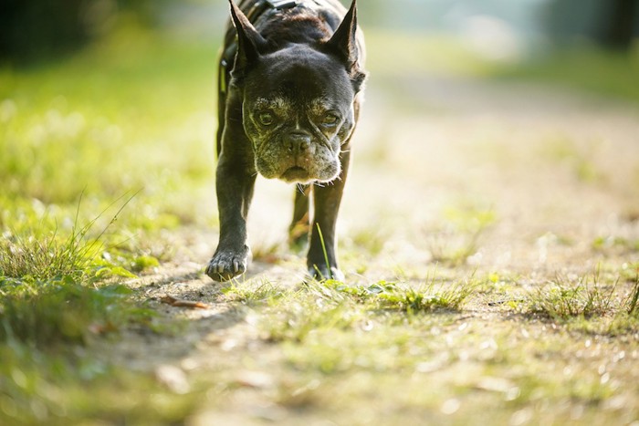 黒いフレンチブルドッグの老犬