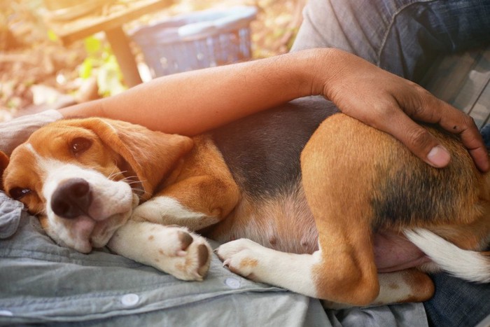 飼い主さんの体の上で休む犬