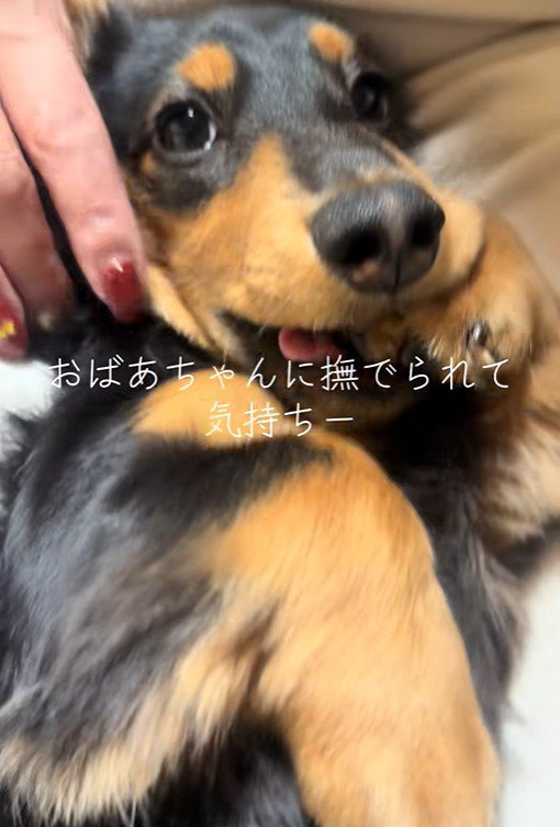 おばあちゃんに撫でてもらうレオくん4