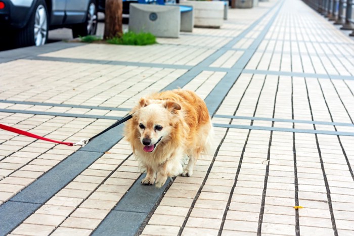 散歩中の老犬