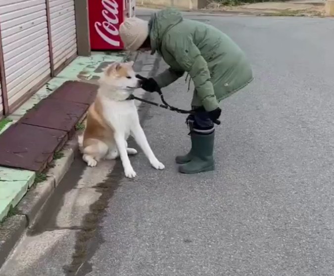 秋田犬