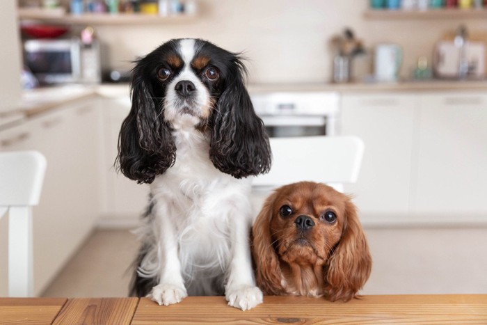 キッチンのテーブルに上ろうとする犬