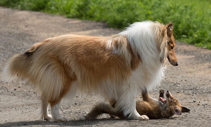 子ぎつねと犬