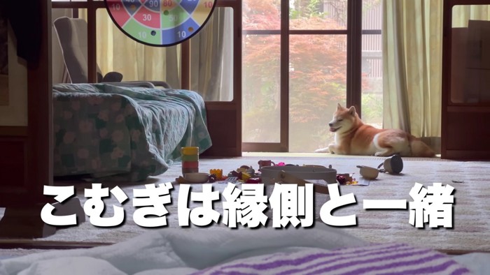 こむぎちゃんは「縁側っ子」