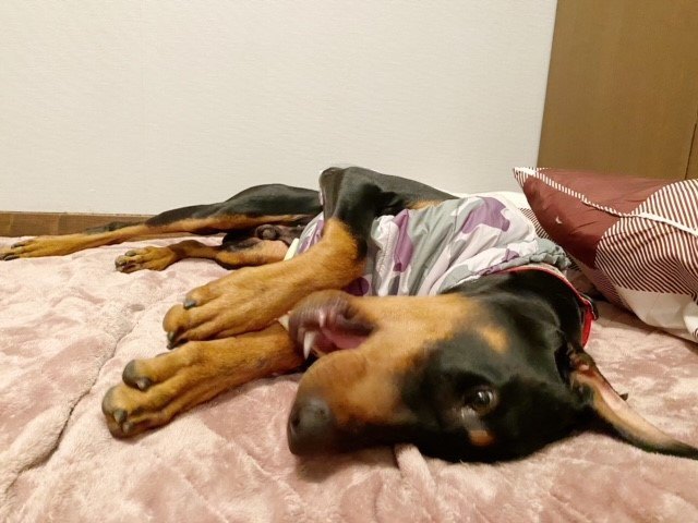 寝転がる愛犬