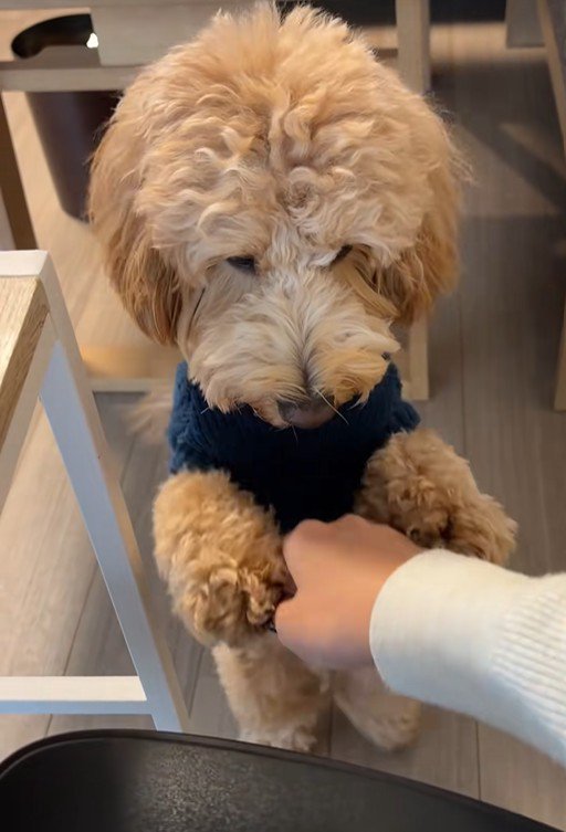 アルくんの構ってアピール3