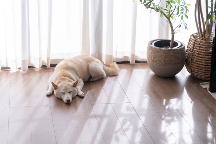 窓辺で寝る白い犬