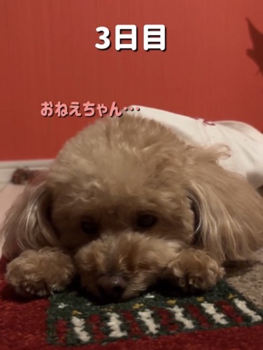 前足に顎を乗せる犬