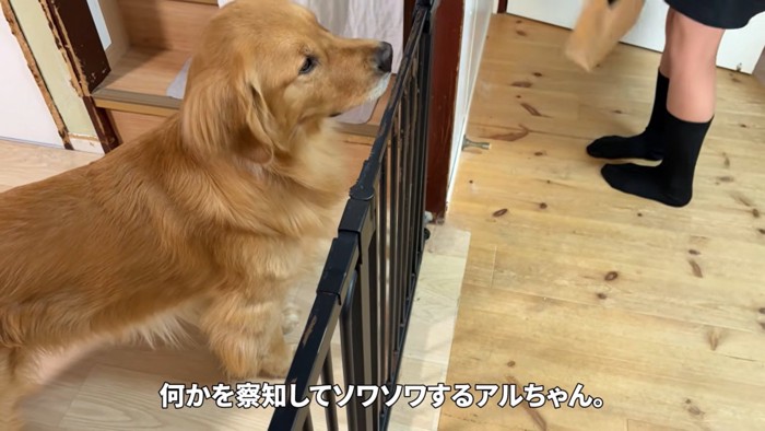 そわそわするアルト君