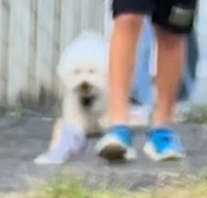 地面に落ちたハンカチを見る犬