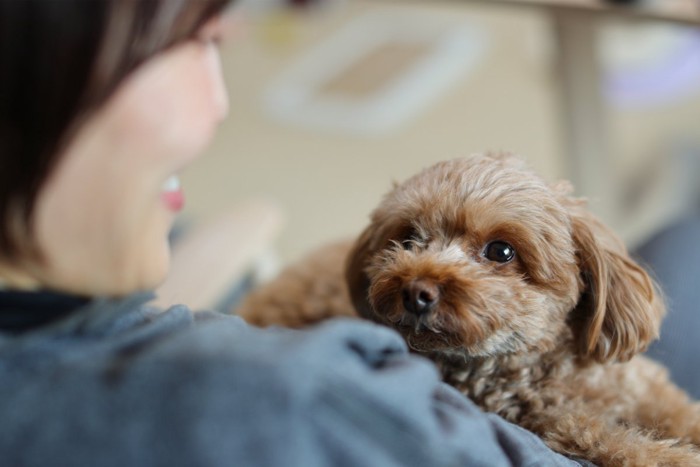 飼い主を見上げる犬