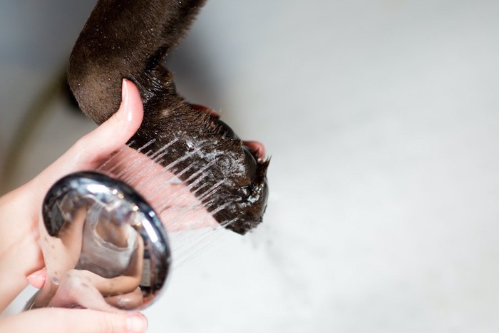 シャワーをかけられて洗われている犬の足