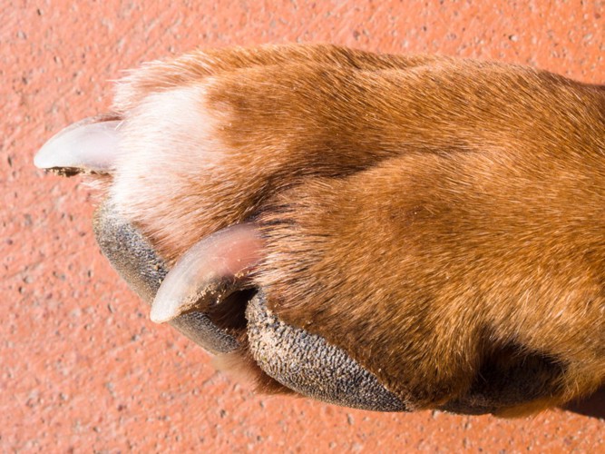 犬の足と爪