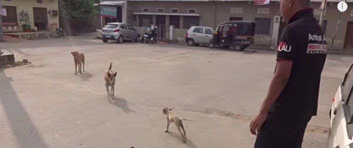 母犬の元へ子犬を戻します