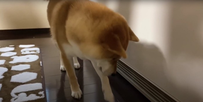 暖房の吹き出し口を見つめる柴犬