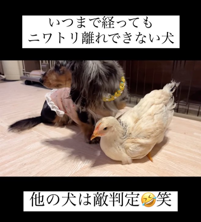 振り返るクロエ