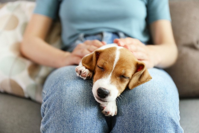 膝の上で寝る子犬