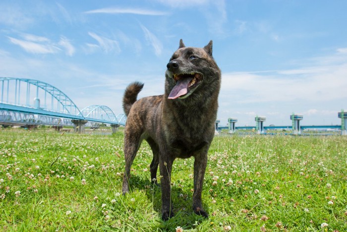 甲斐犬とシロツメクサと青空