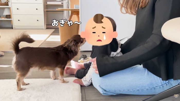 ハナちゃんと赤ちゃんたちの交流5