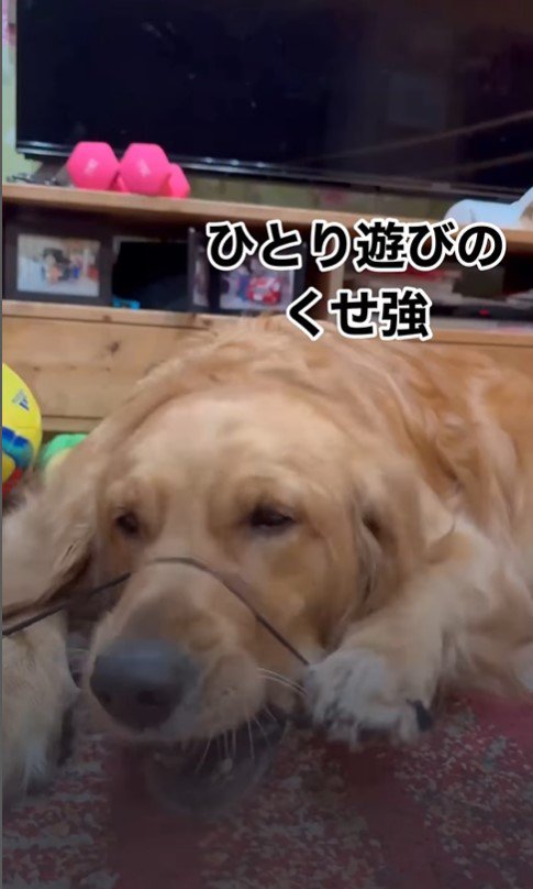 ヘアゴムで遊ぶつくしちゃん2