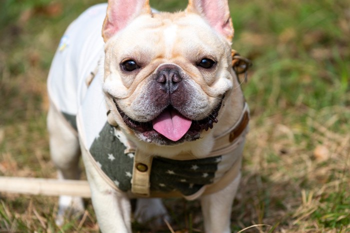 笑顔で舌を出している犬