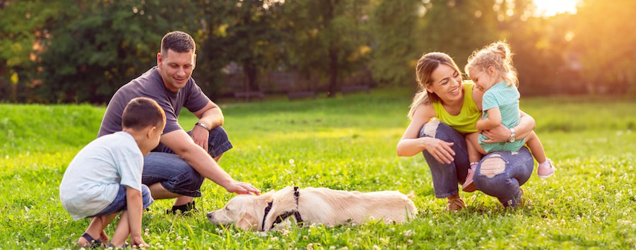 犬を触る父親と見守る家族