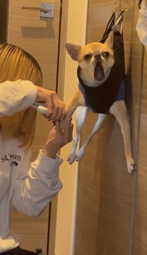爪を切られている小型犬