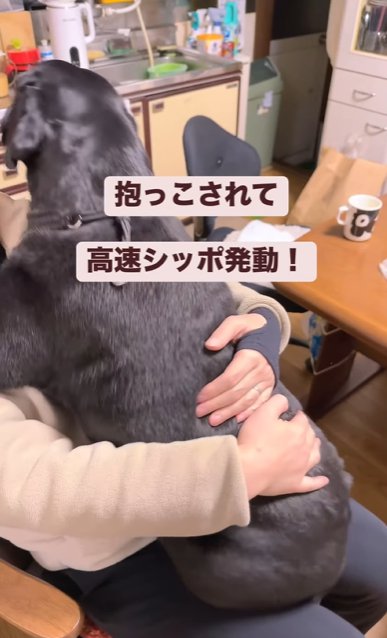 椅子に座る男性に抱っこされるラブラドールレトリバー