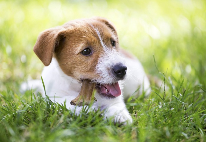 食べている犬