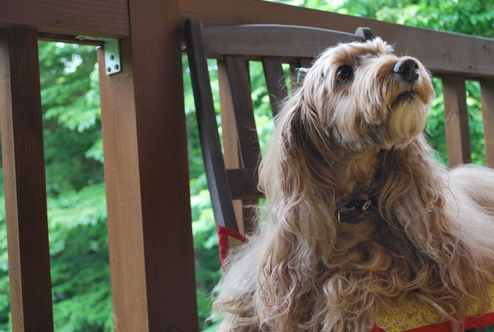 クンクンにおいを嗅いでいる愛犬