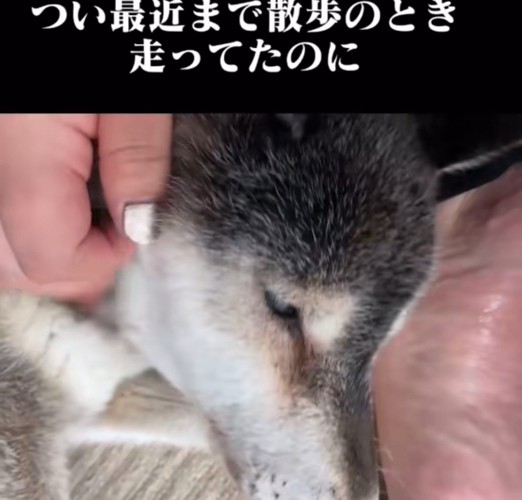立ちあがろうととする犬